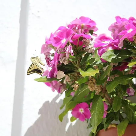 Casa Leonor Vejer *